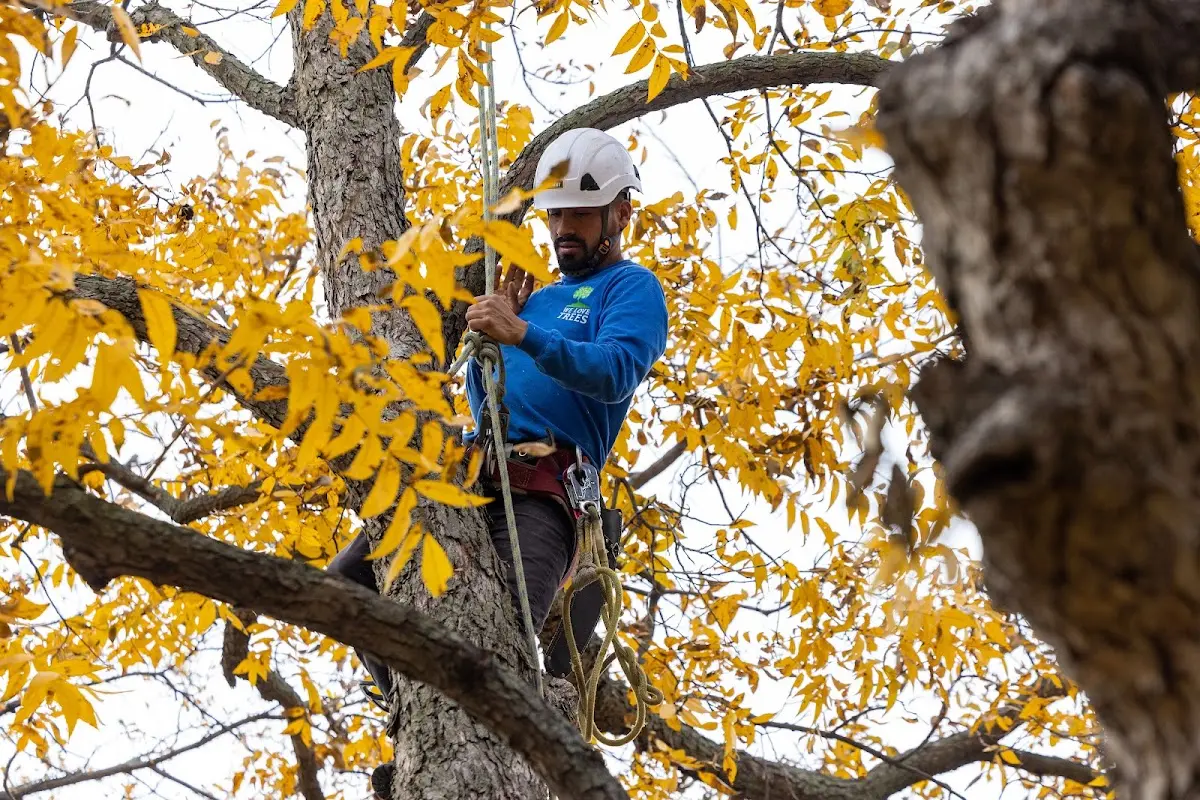 Skilled Dead Tree Removal crew working in Gary
